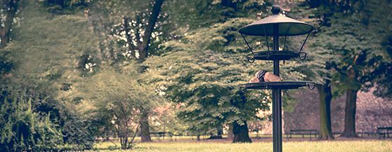 Feeders in the city park